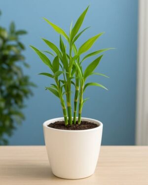 Mini Bamboo Plant