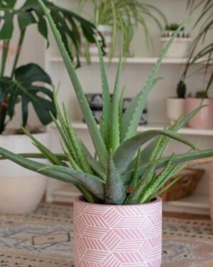 Indoor Aloe Vera Pot