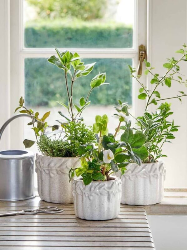 Rustic Green Plant Pot
